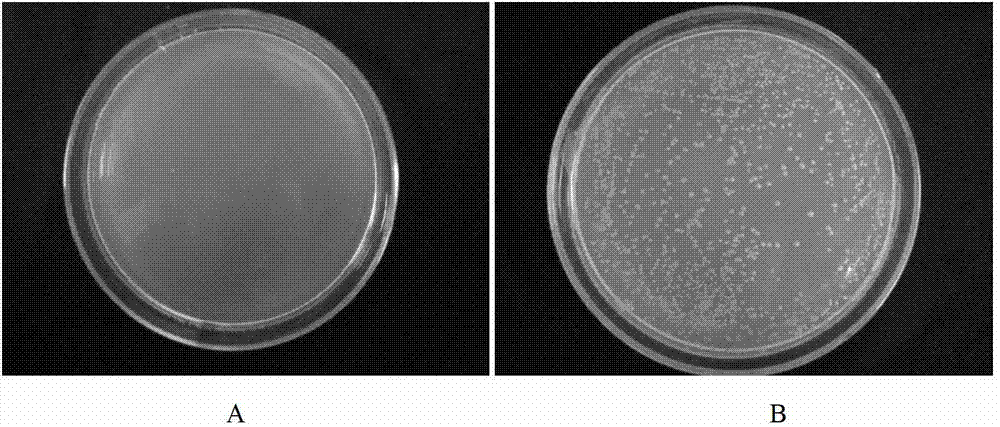 Library versus library yeast two-hybrid massive interaction protein screening method