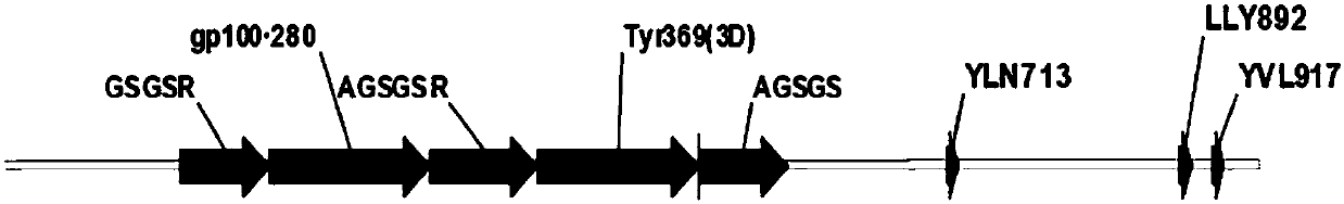 Oncolytic adenoviruses with mutations in immunodominant adenovirus epitopes and their use in cancer treatment