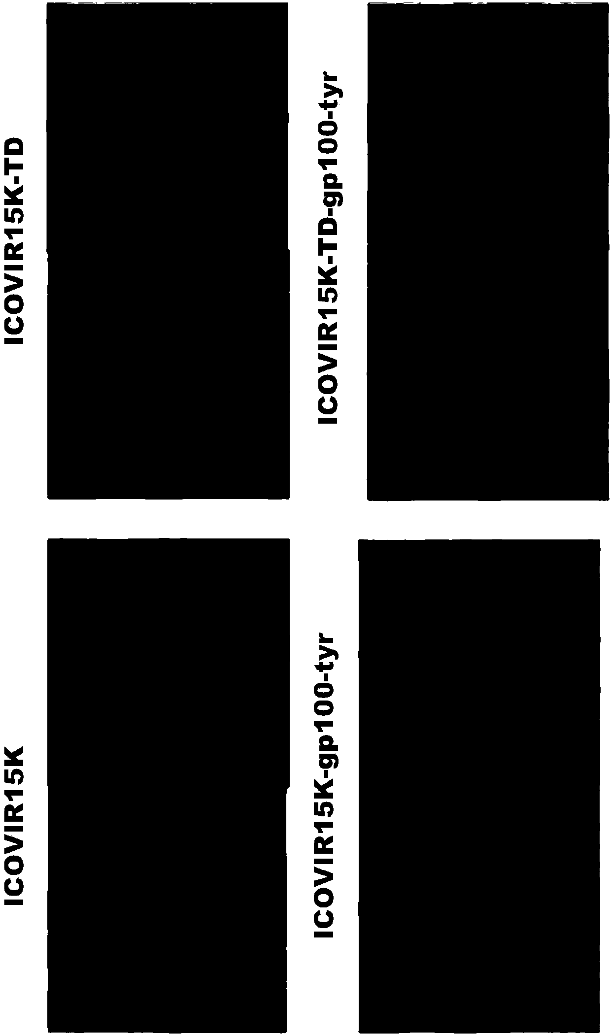 Oncolytic adenoviruses with mutations in immunodominant adenovirus epitopes and their use in cancer treatment