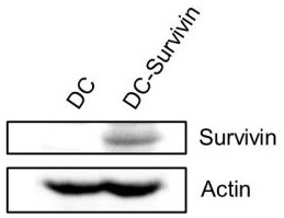 Survivin-whole-antigen-targeted DC cells, CTL cells, preparation method therefor and application of CTL cells