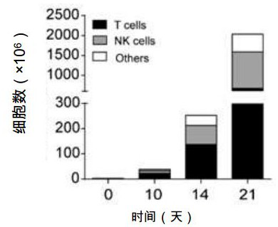 Survivin-whole-antigen-targeted DC cells, CTL cells, preparation method therefor and application of CTL cells