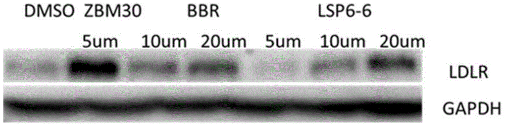 Abietane type diterpenoid compound with blood lipid lowering activity as well as preparation method and application of abietane type diterpenoids compound