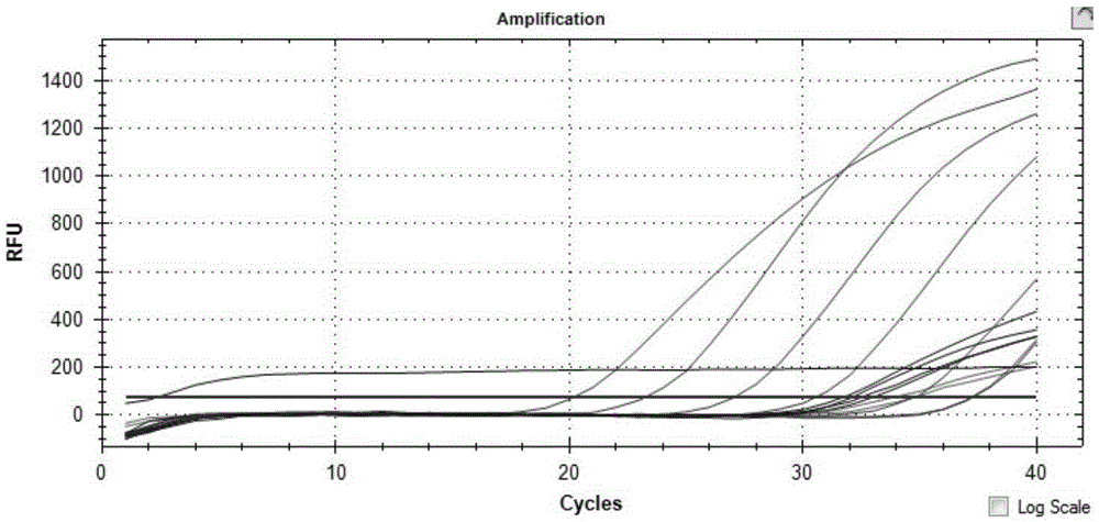 Method for detecting TCK (Tilletia controversa Kuhn) in soil through QPCR (quantitative polymerase chain reaction)