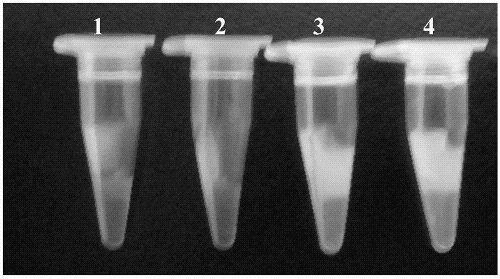 Kit for detecting chicken coryza haemophilus paragallinarum on basis of loop-mediated isothermal amplification and detection method of kit