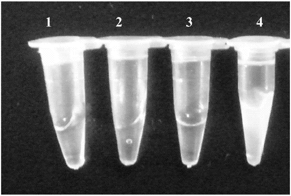 Kit for detecting chicken coryza haemophilus paragallinarum on basis of loop-mediated isothermal amplification and detection method of kit