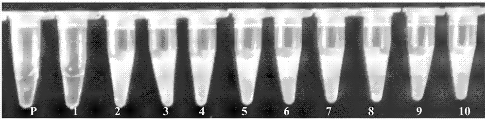 Kit for detecting chicken coryza haemophilus paragallinarum on basis of loop-mediated isothermal amplification and detection method of kit