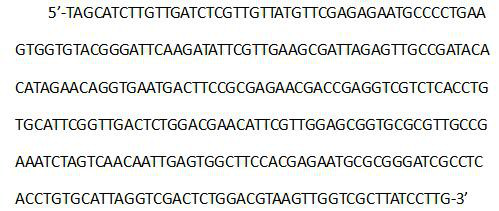 A kind of kelp gametophyte gender identification method