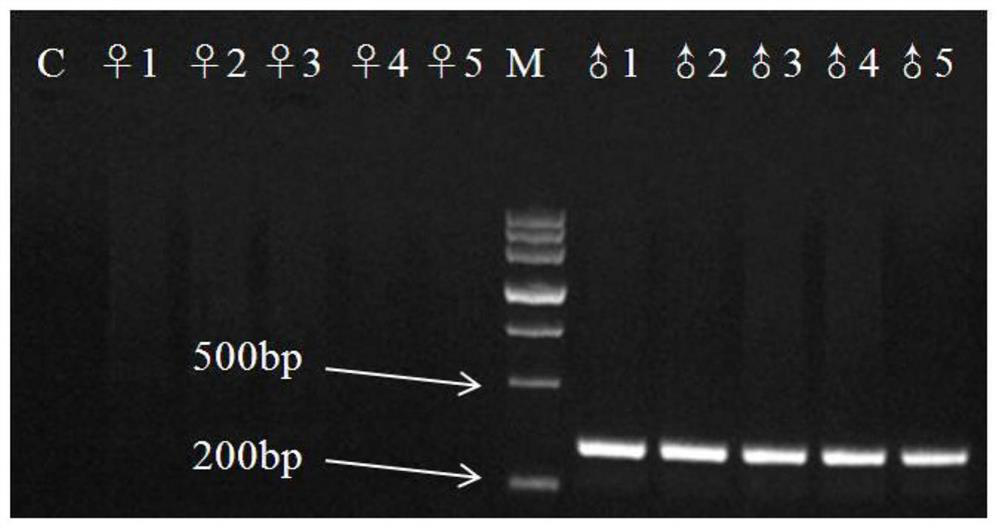 A kind of kelp gametophyte gender identification method