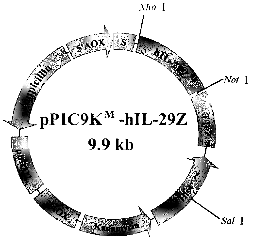 Human interleukin29 mature peptide mutant (hIL-29Z) with arginine and lysine produced respectively by site-directed mutagenesis of 33th lysine and 35th arginine and preparation method thereof