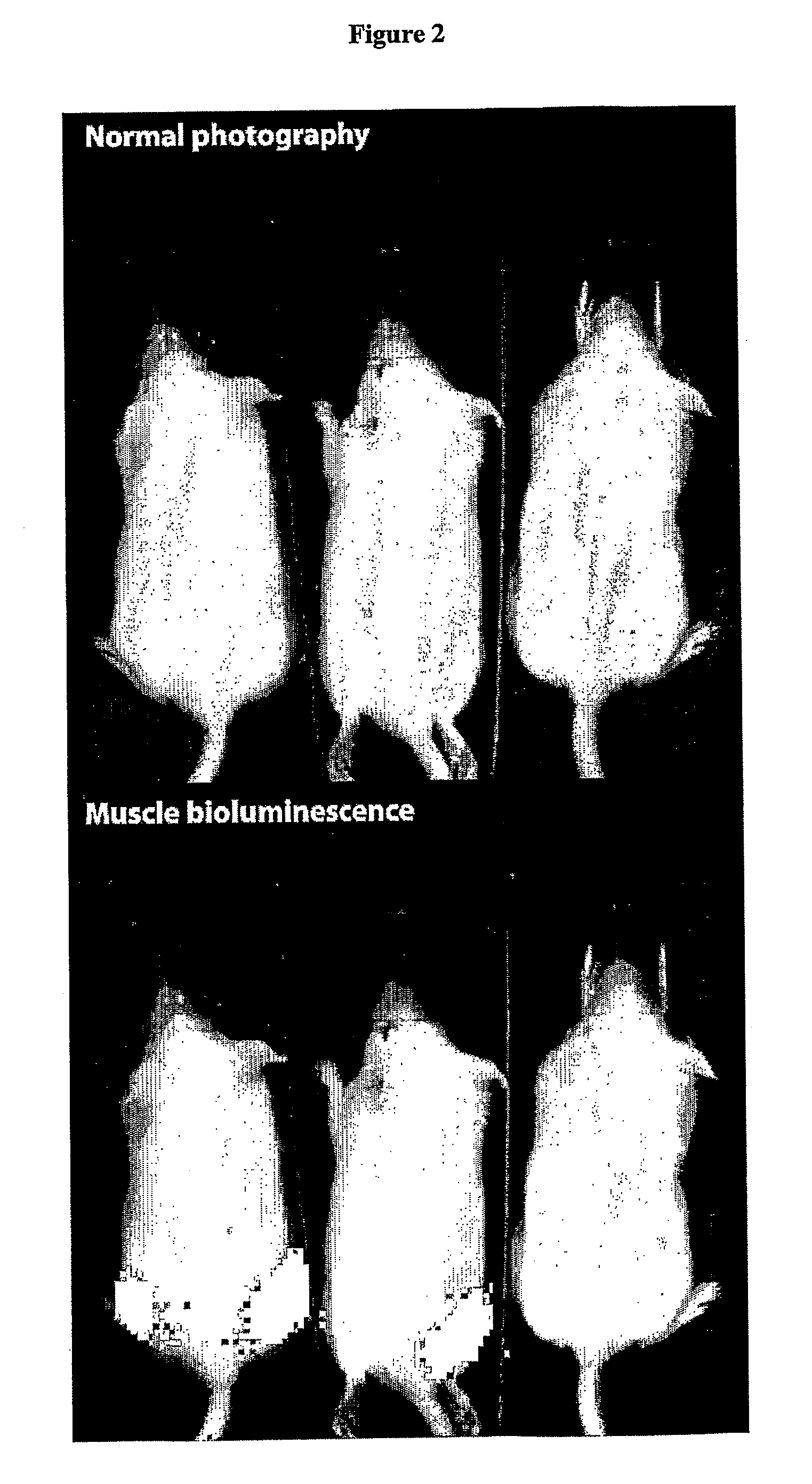 Somatotransgenic bioimaging