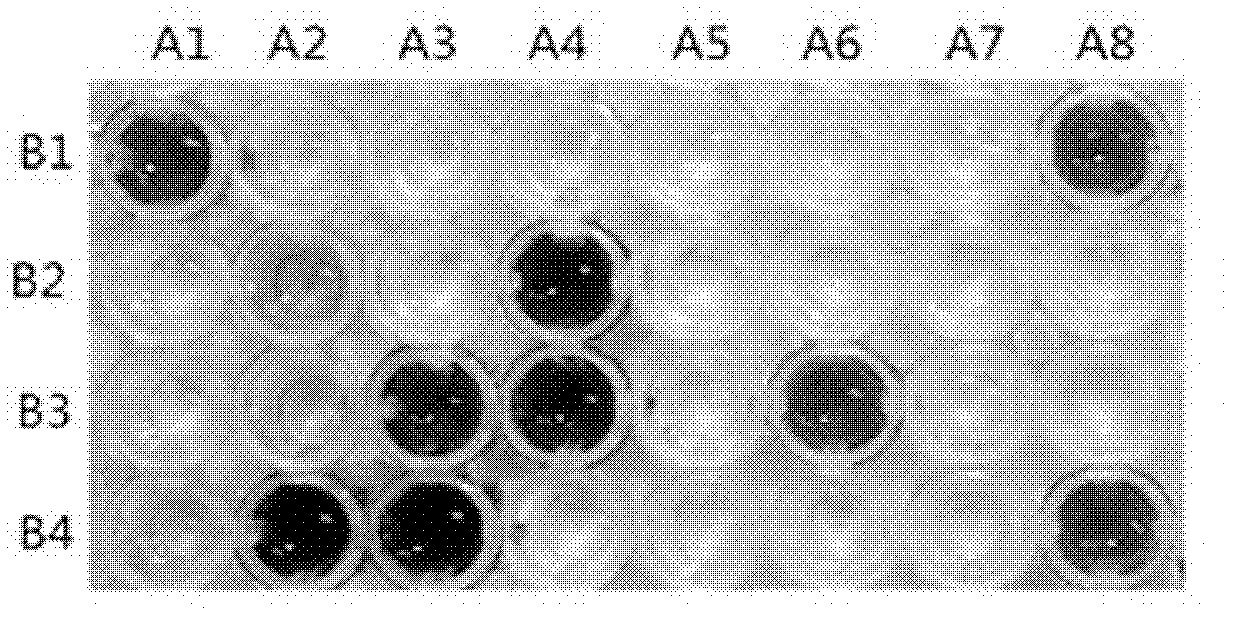 Method for screening stereoselective alpha-hydroxy acid dehydrogenase