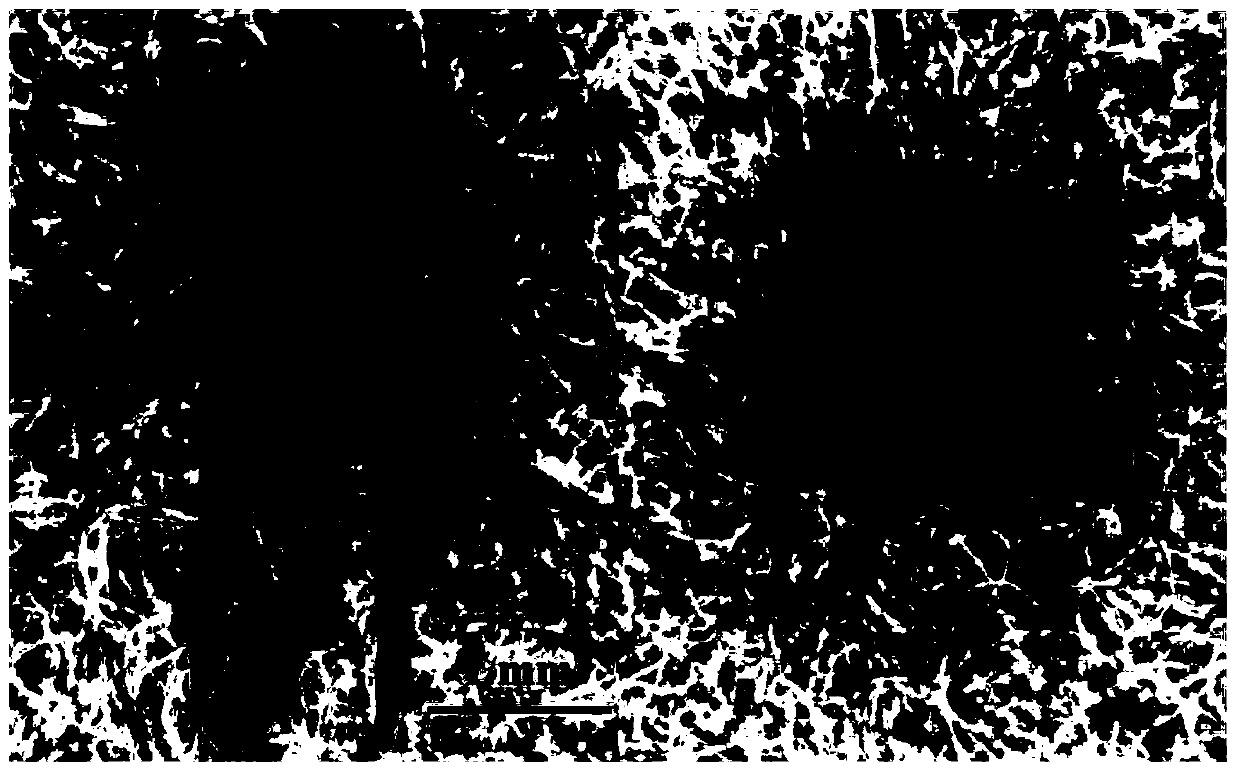 Method for functional verification of brown orange aphid gene