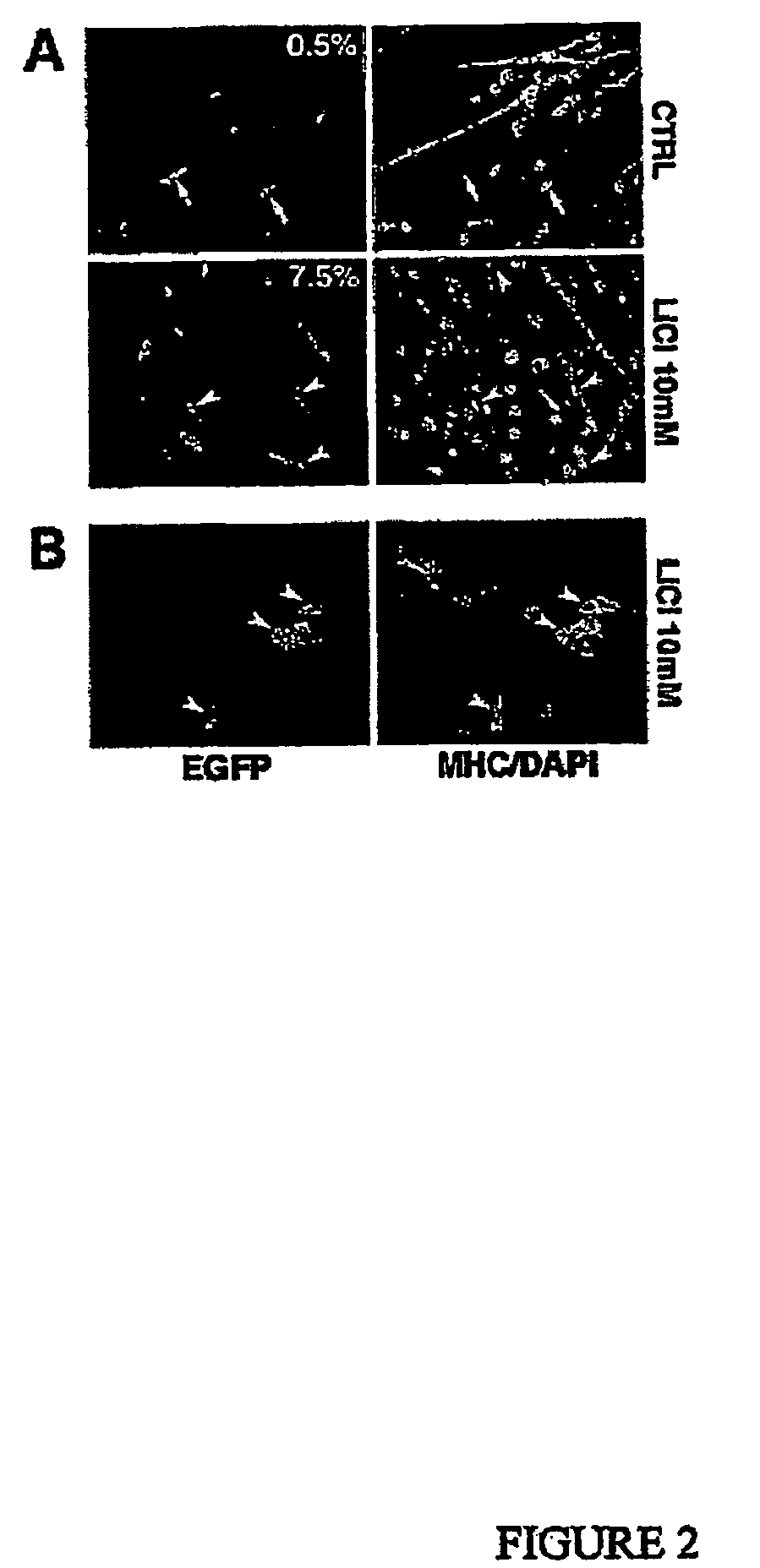 Methods and compositions for modulating stem cell growth and differentiation