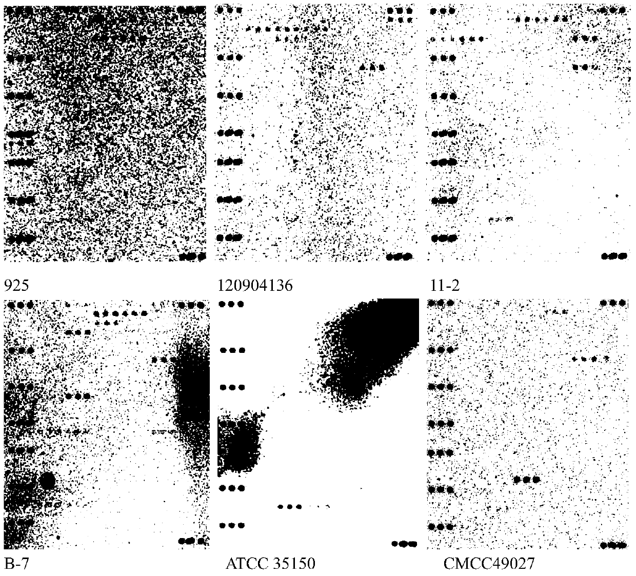 Identification of animal-derived food pathogens and its drug resistance and virulence gene detection composite chip