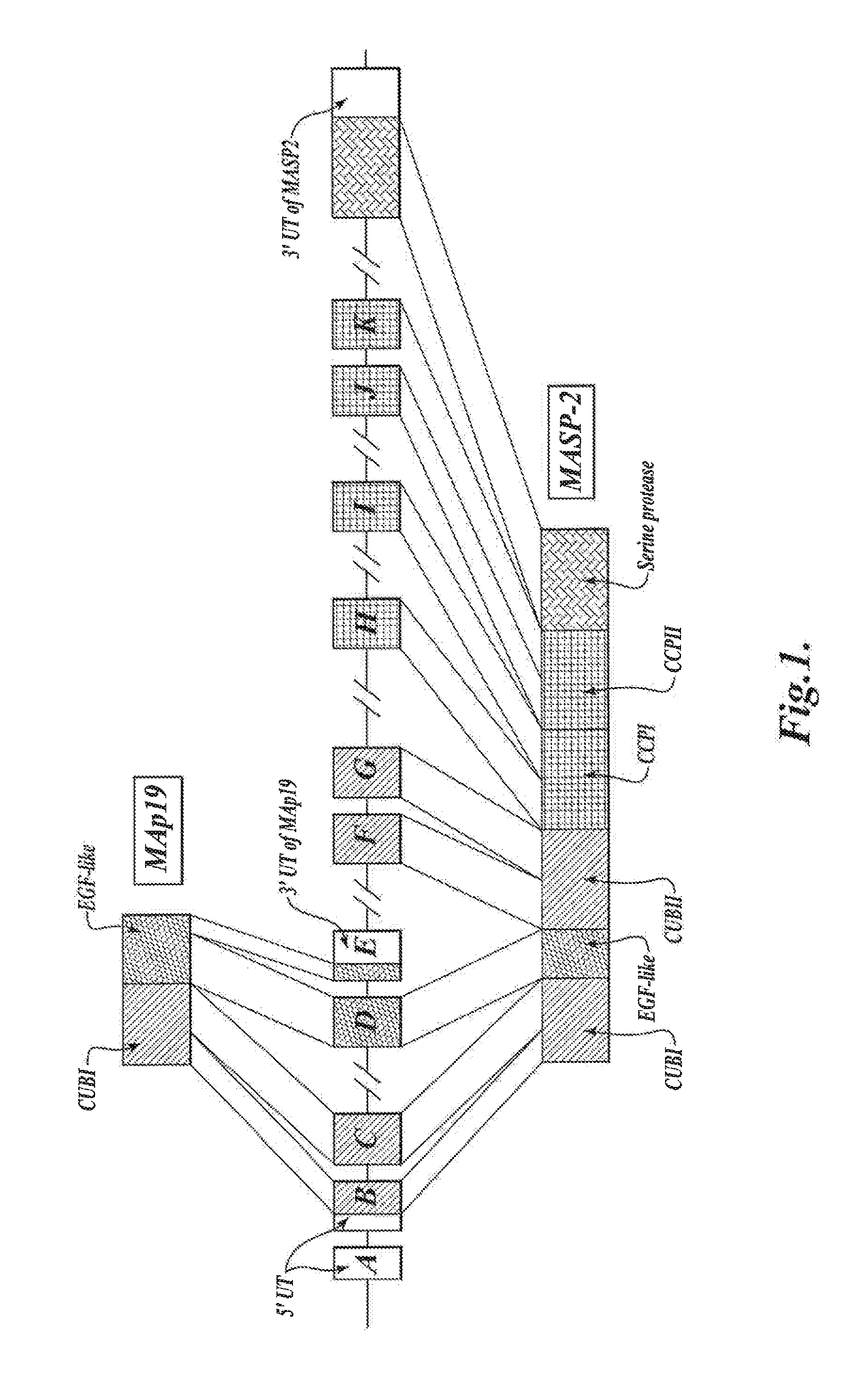 Methods for Treating Conditions Associated with MASP-2 Dependent Complement Activation