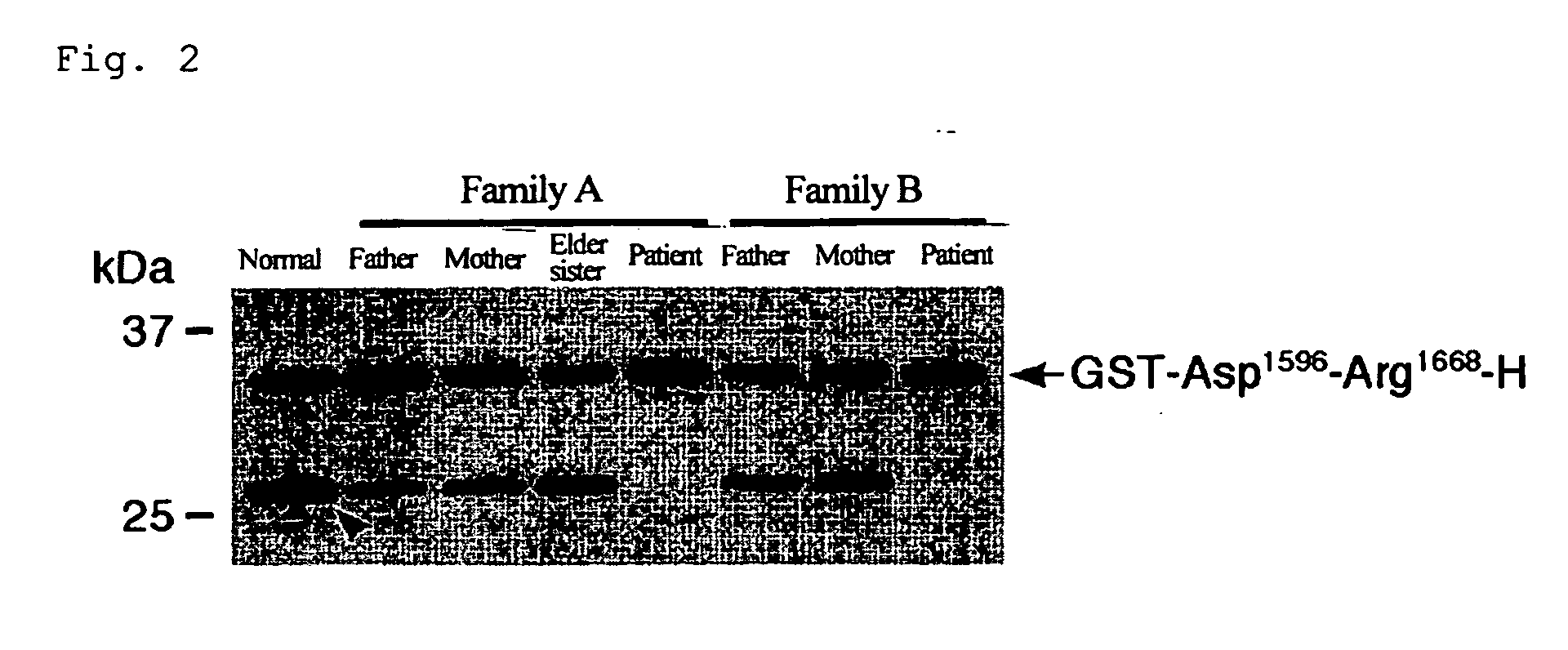 Substrates specific to von willebrand factor cleaving protease and method of assaying the activity