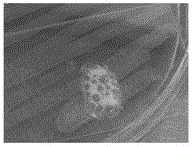 Bacillus subtilis and application thereof in greenhouse soil remediation