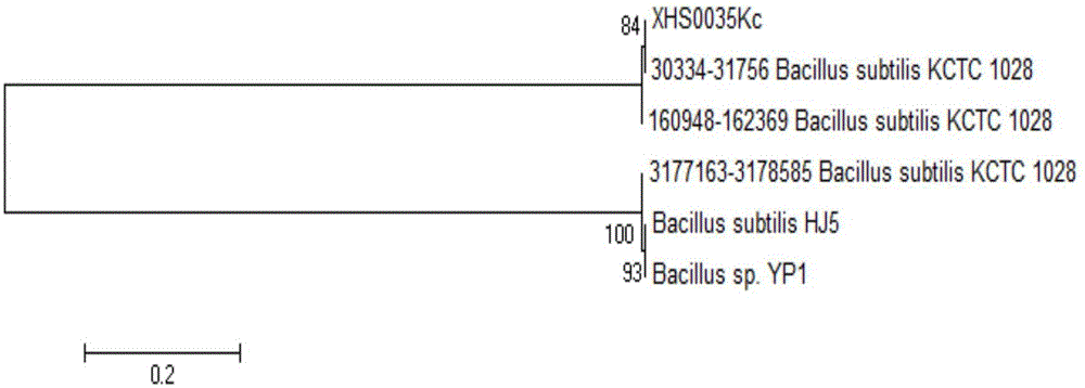 Bacillus subtilis and application thereof in greenhouse soil remediation