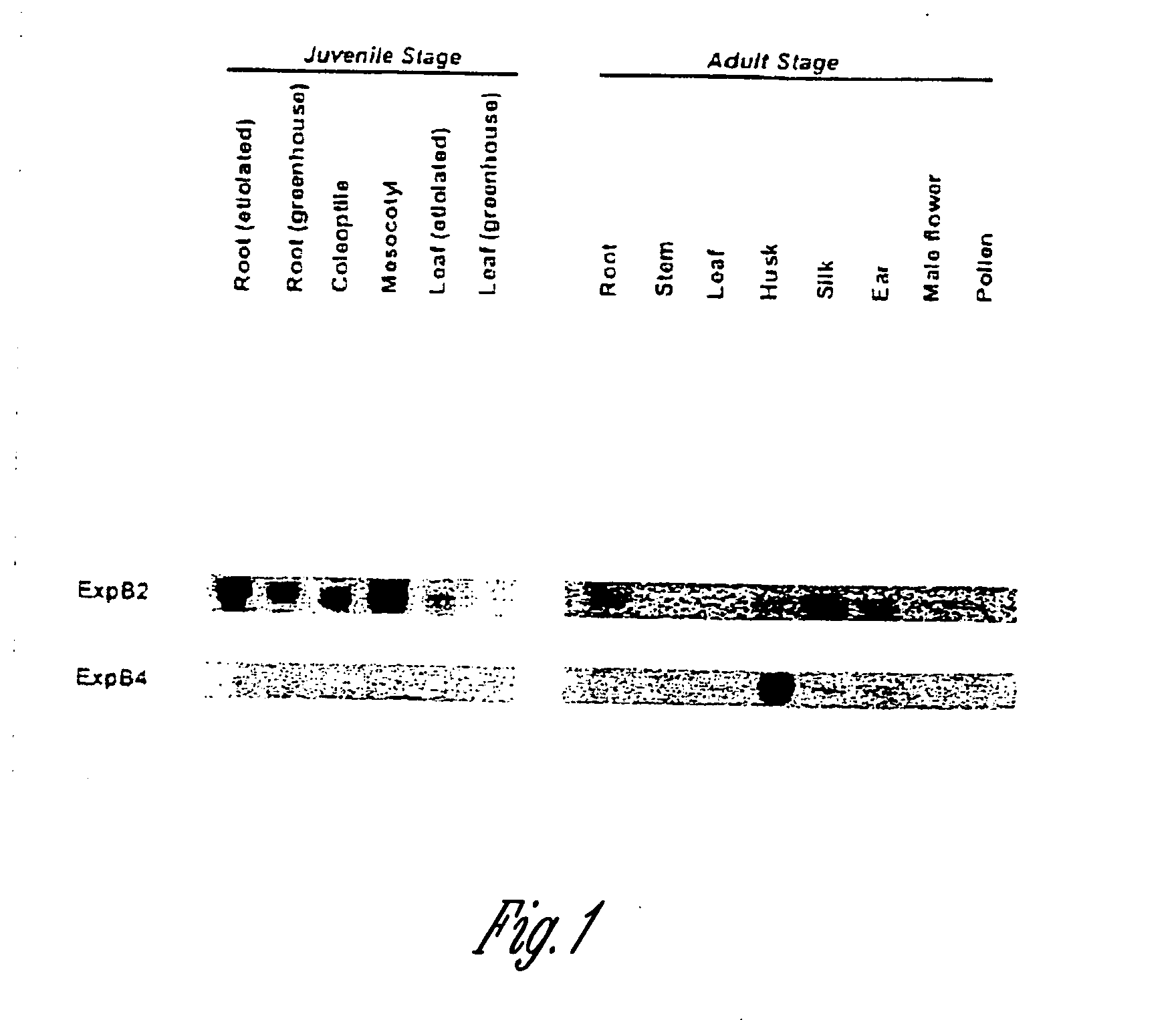 Novel expansin polynucleotides, related polypeptides and methods of use