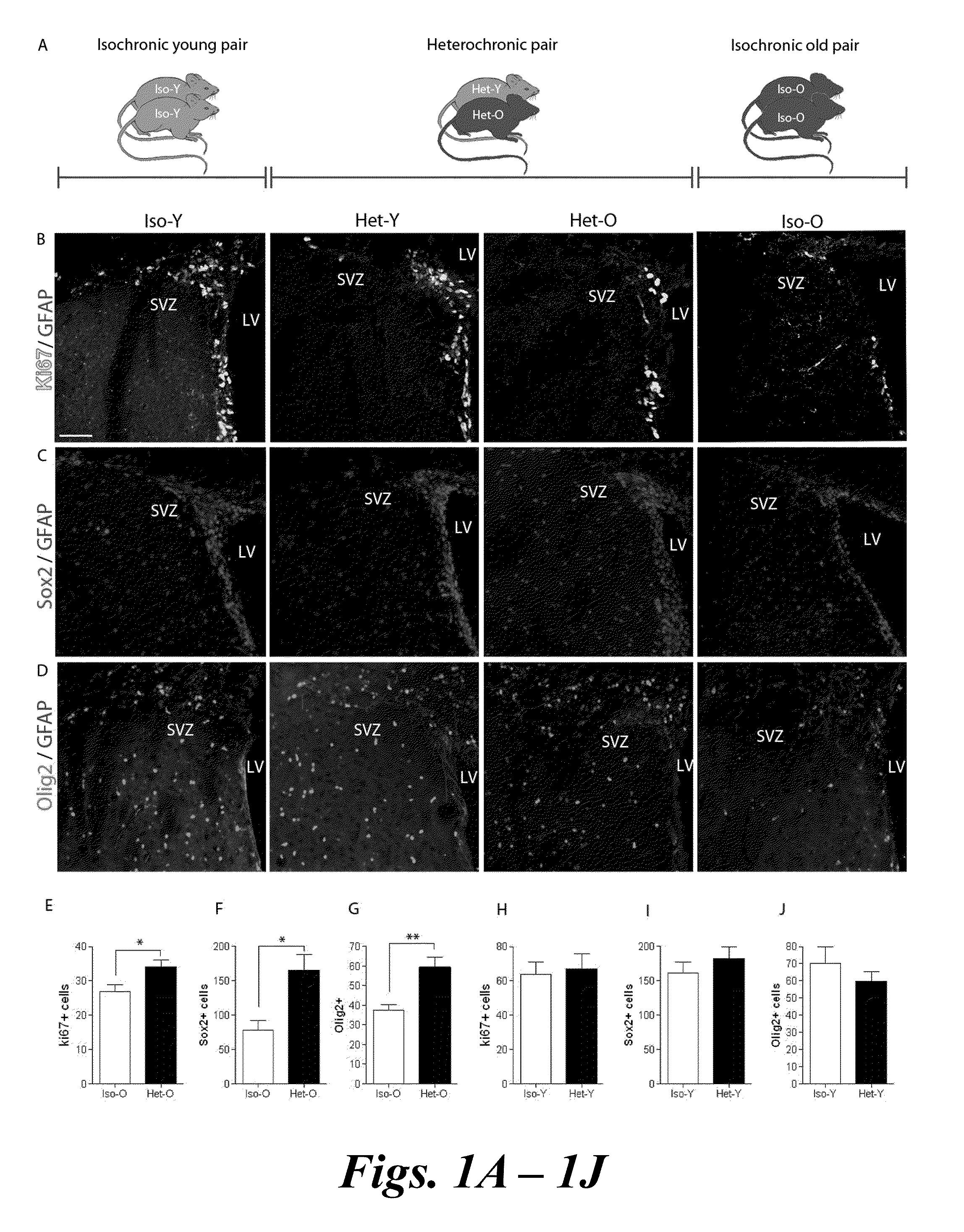 Methods and compositions for increasing neurogenesis and angiogenesis