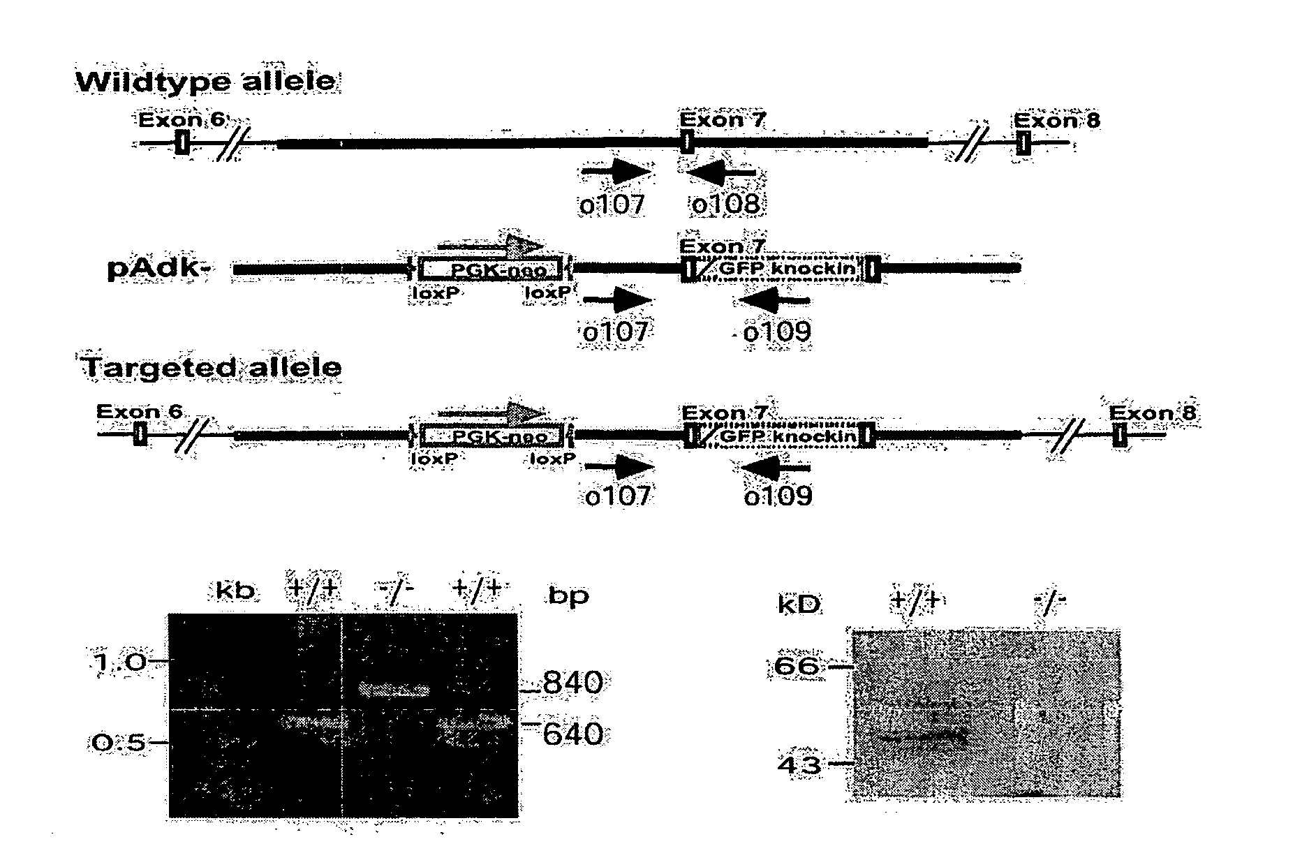 Therapeutic delivery of adenosine into a tissue