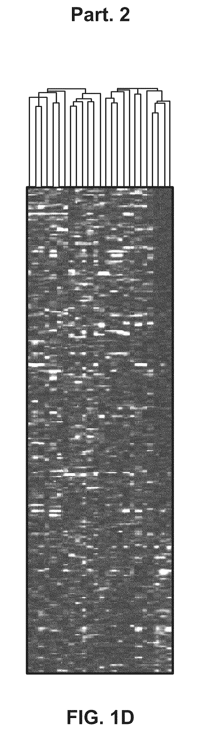 Methods and compositions for treating solid tumors and enhancing tumor vaccines