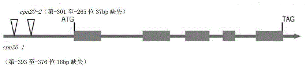 Application of CPN20 protein and coding gene thereof in regulating ABA (abscisic acid) tolerance of plant