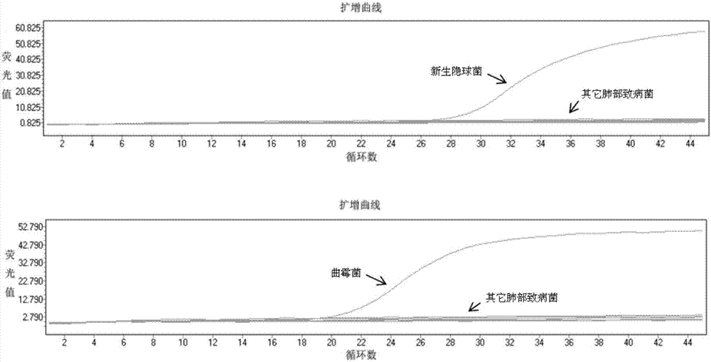 Kit and method for multi-fold fluorescence quantitation detection of cryptococcus neoformans and aspergilli