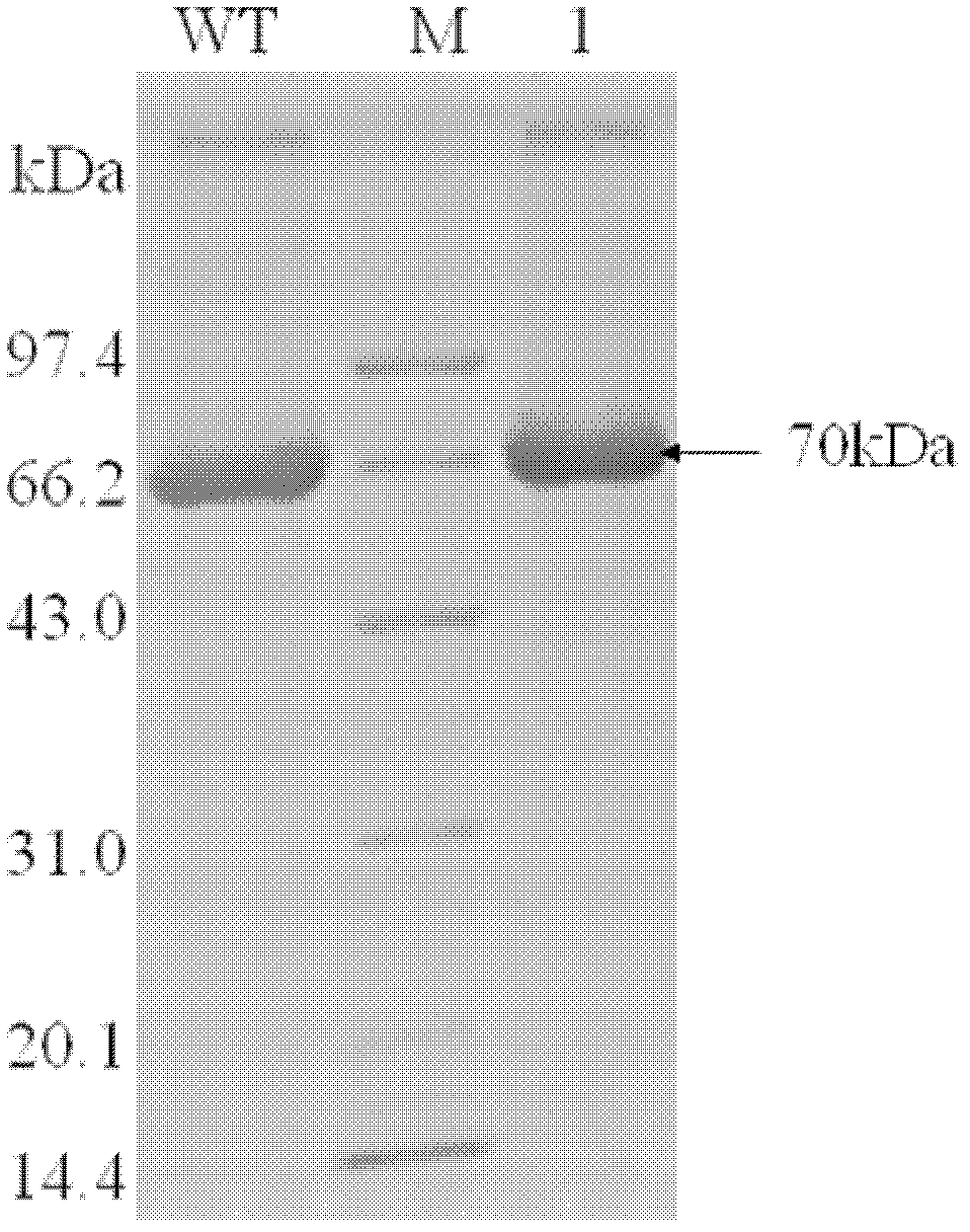 Construction of heat-resistant beta-galactosidase mutant