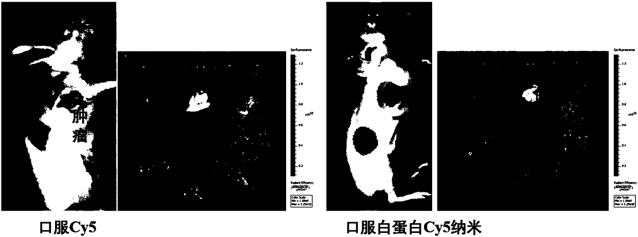 Novel albumin-siRNA composite nanometer particle, and preparation method and applications thereof