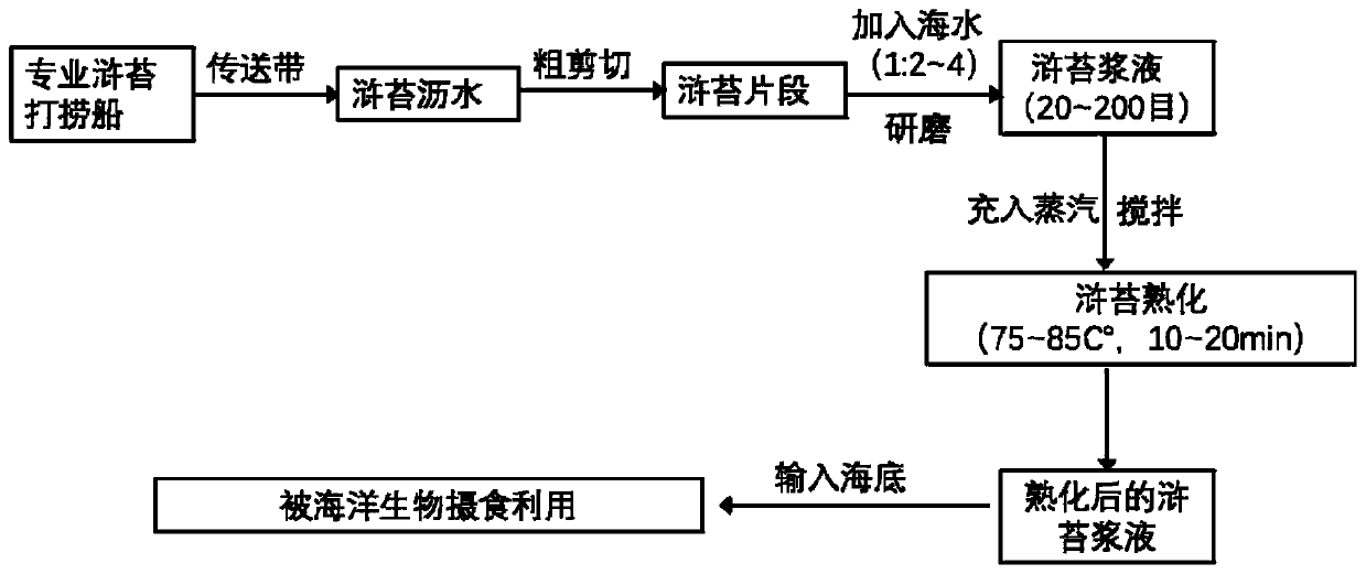 Ripening and degenerating treatment and utilization method of alive enteromorpha prolifera in offshore sea areas