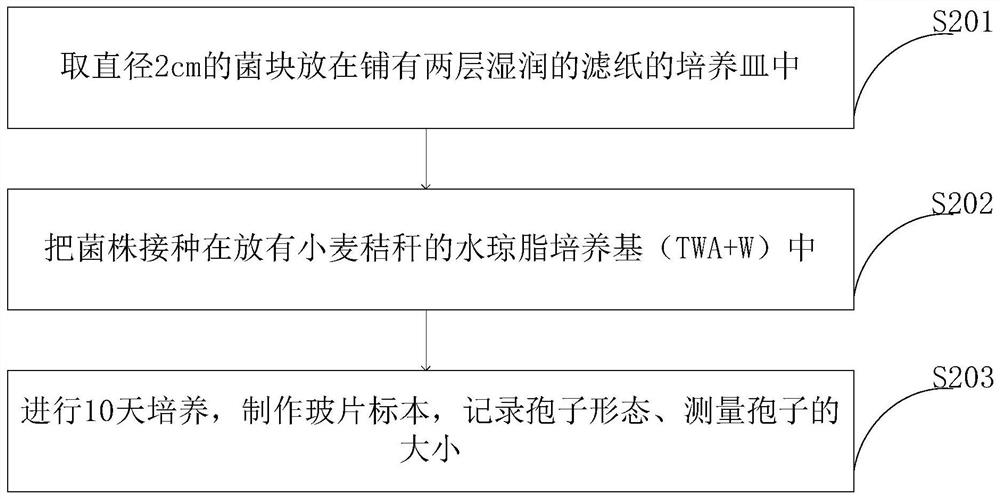 Weed rice pathogenic bacteria pathogenicity determination method and identification device