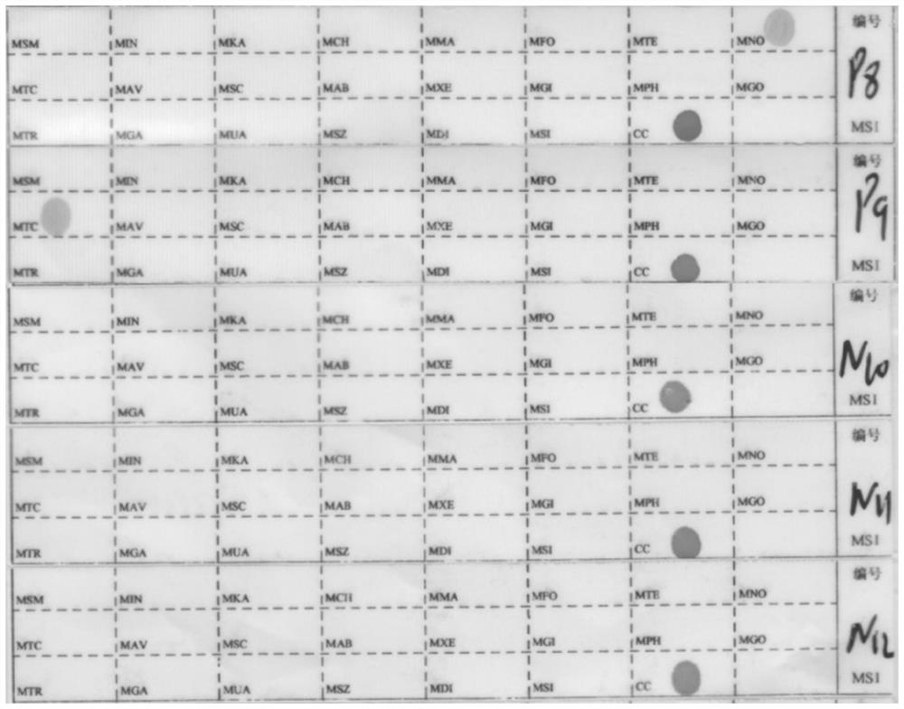 A method and kit for rapidly extracting Mycobacterium tuberculosis nucleic acid from sputum