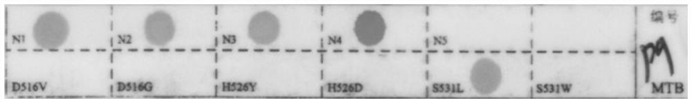 A method and kit for rapidly extracting Mycobacterium tuberculosis nucleic acid from sputum