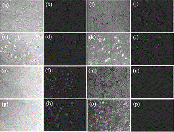 Nano-hydrogel with oxidation-reduction/pH double-stimulation responsiveness and preparation method and application thereof