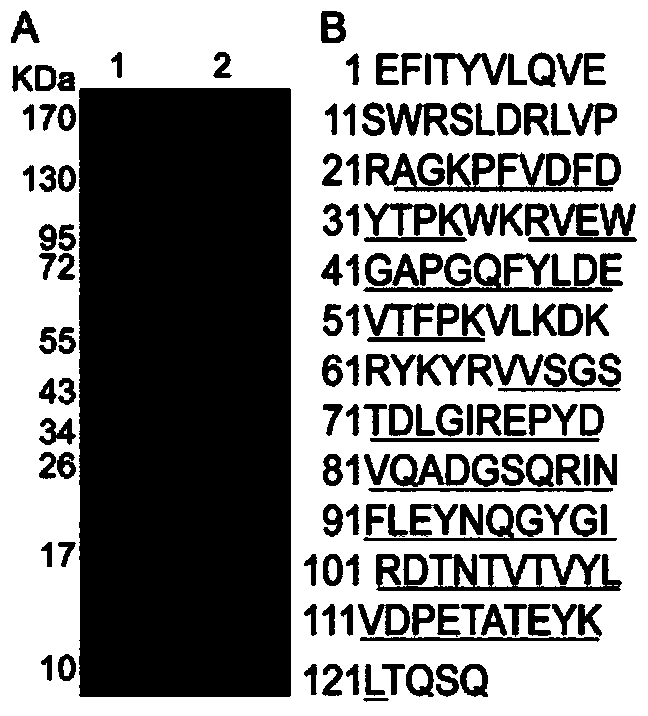 Immunomodulatory protein FIP-ppl of fungus and gene of protein