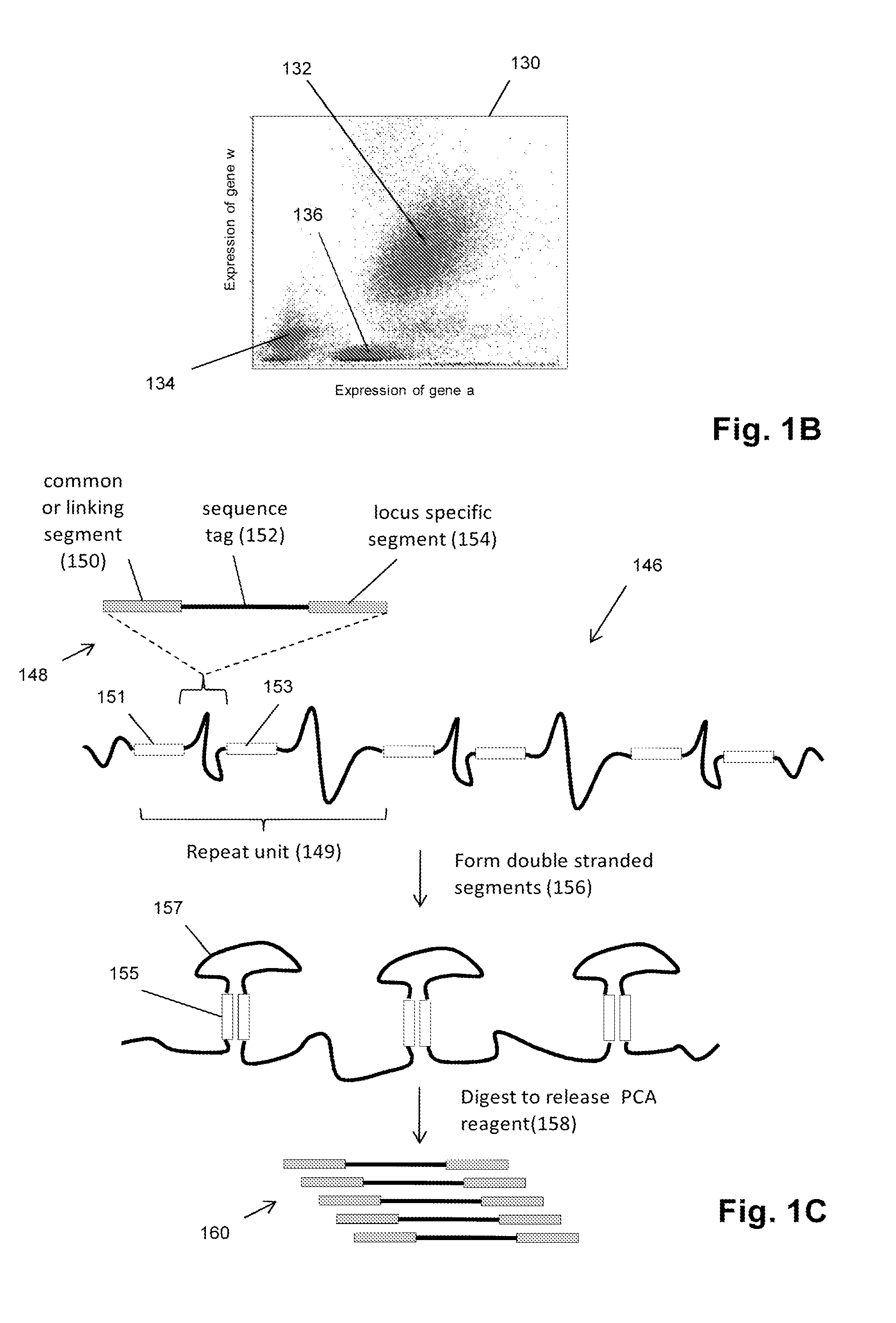 Single cell analysis using sequence tags