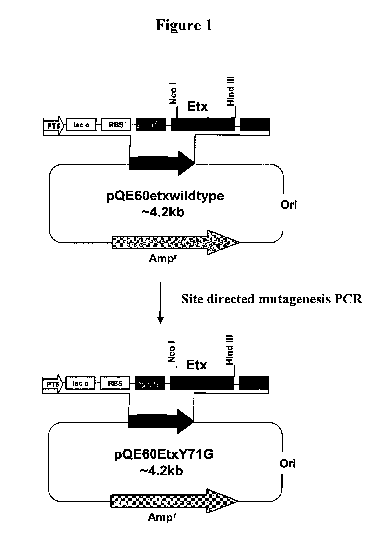 Recombinant vaccine against <i>Clostridium perfringens </i>infection and epsilon toxin intoxication