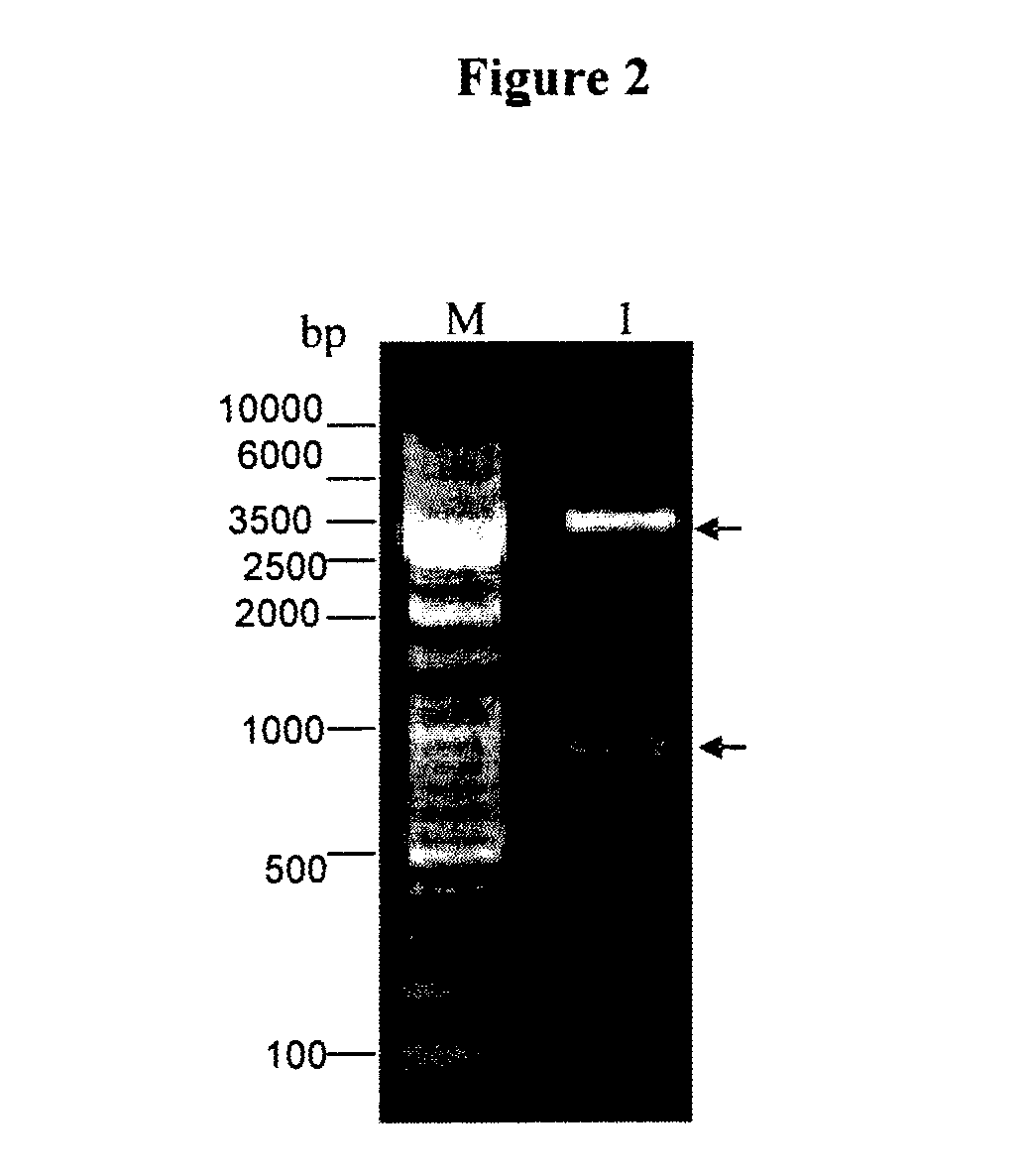 Recombinant vaccine against <i>Clostridium perfringens </i>infection and epsilon toxin intoxication