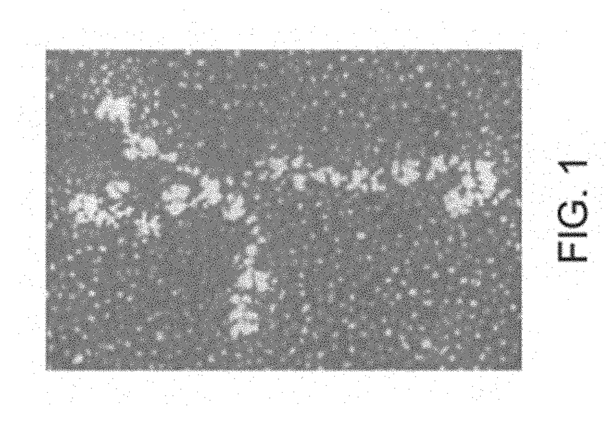 Differentiation of pluripotent stem cells and cardiac progenitor cells into striated cardiomyocyte fibers using laminins ln-511, ln-521 and ln-221