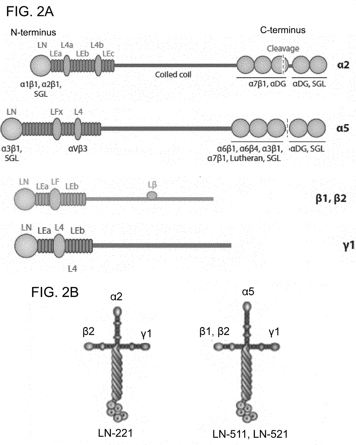 Differentiation of pluripotent stem cells and cardiac progenitor cells into striated cardiomyocyte fibers using laminins ln-511, ln-521 and ln-221