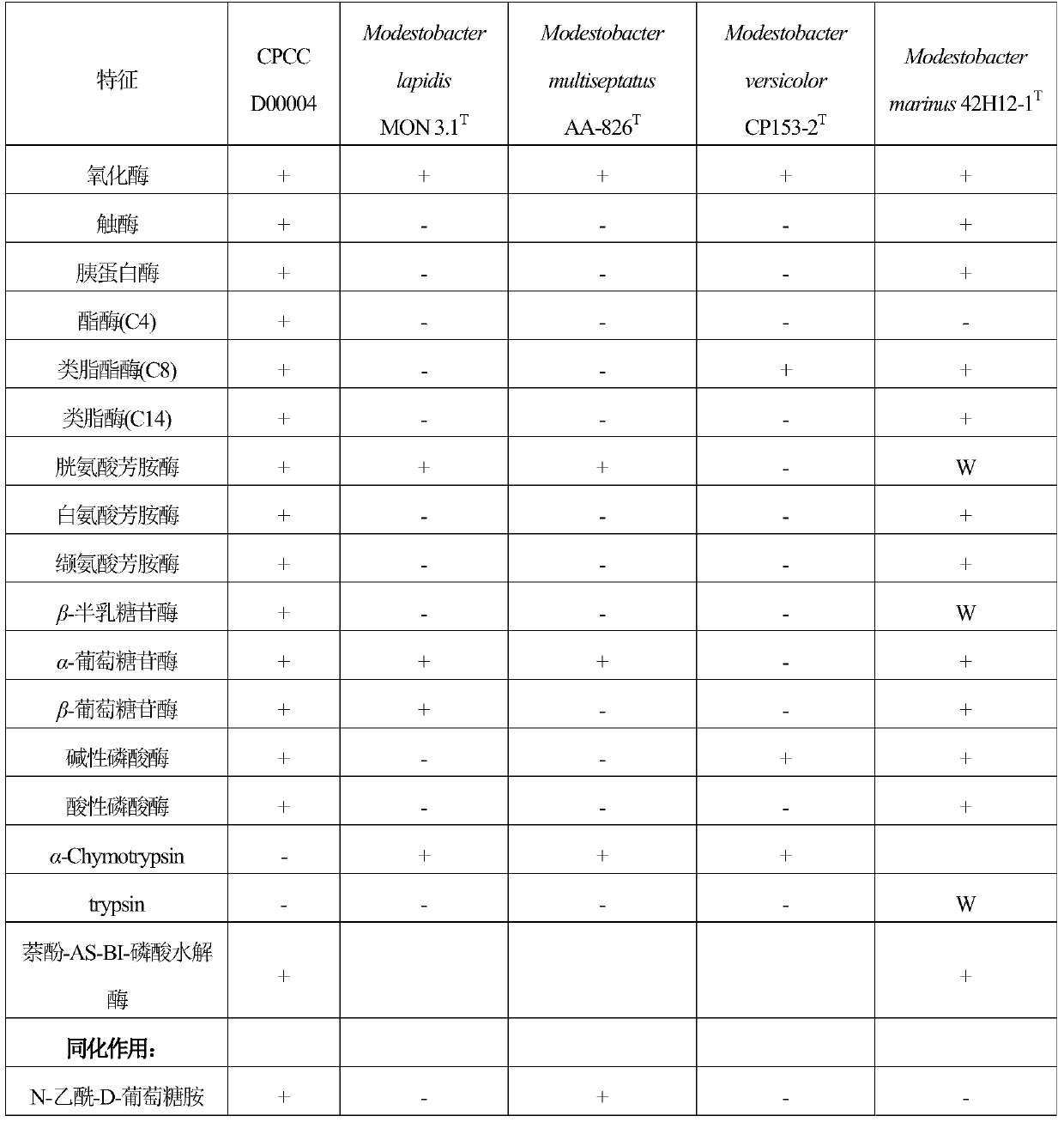 Modestobacter new species and application thereof