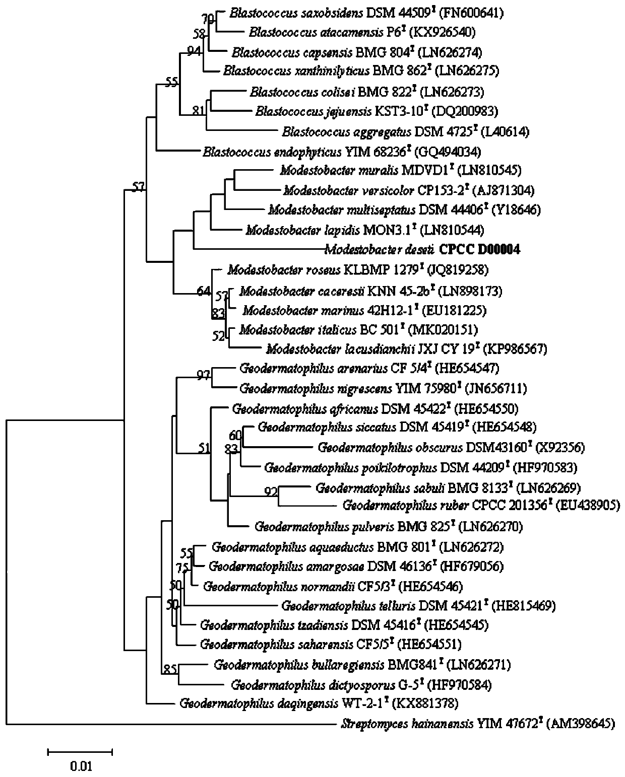 Modestobacter new species and application thereof