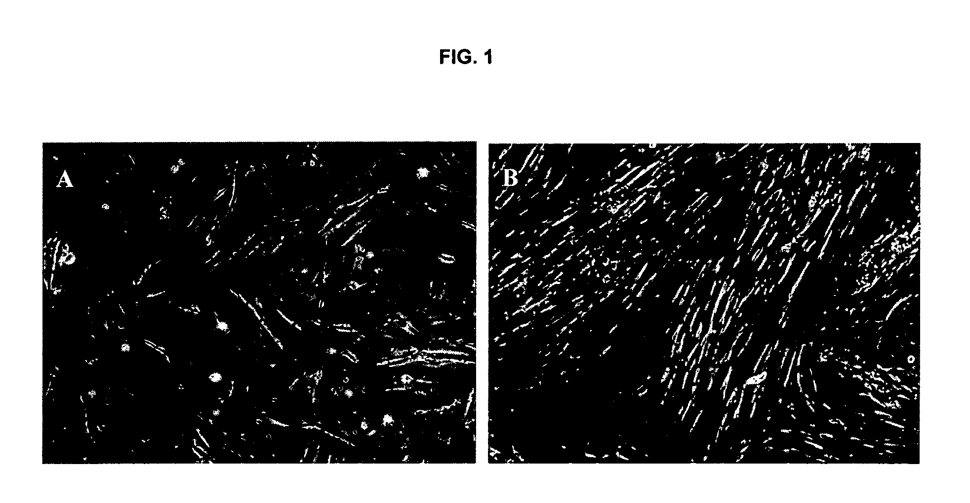 Isolated Liver Stem Cells