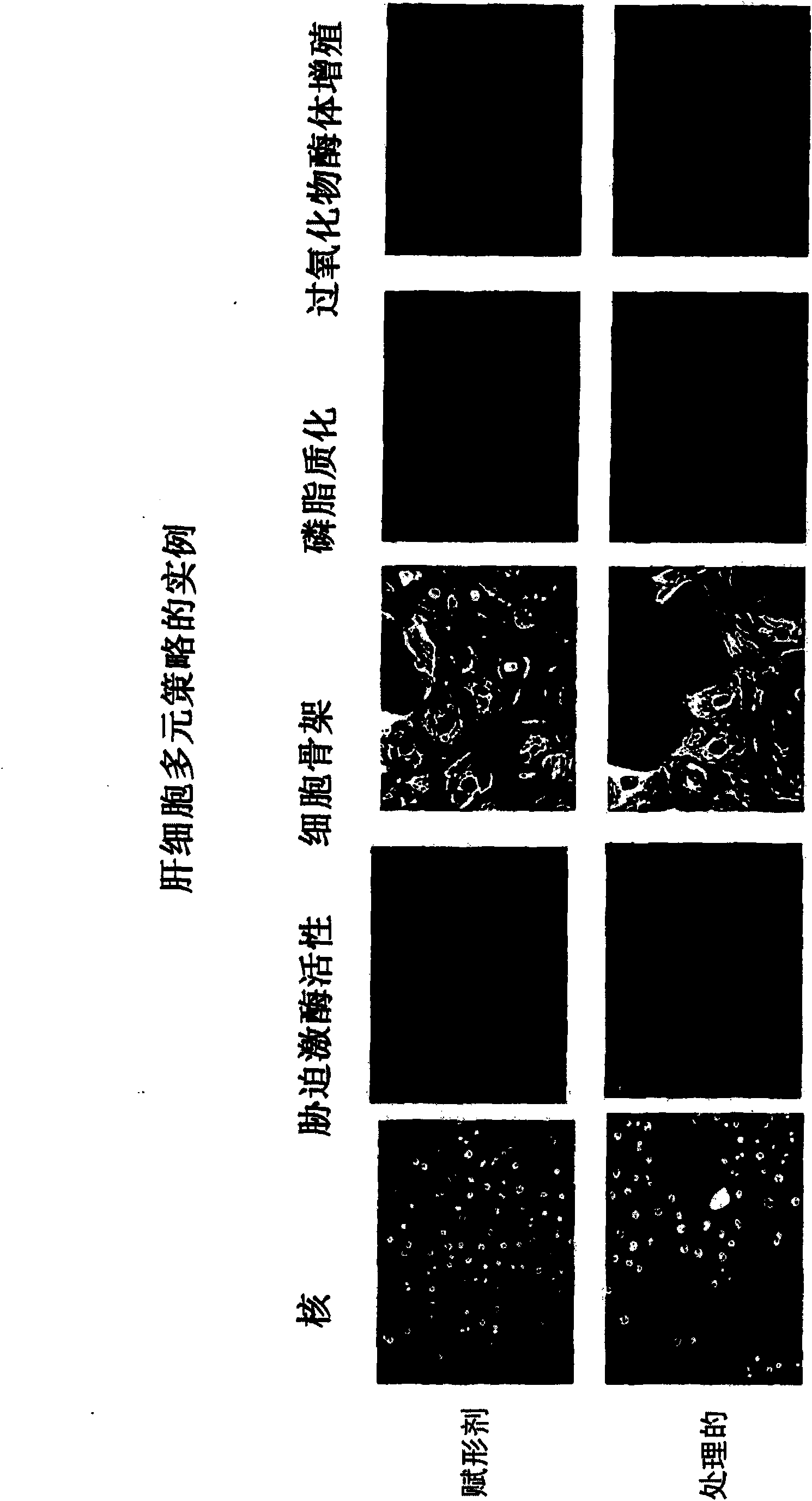 Method for predicting biological systems responses in hepatocytes