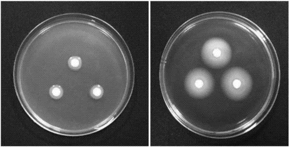 Bacillus cereus H-B-1 for effectively preventing and treating crown gall of prunus serrulata and application thereof