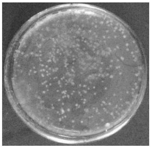 Ethyl acetate-producing saccharomycete and application thereof