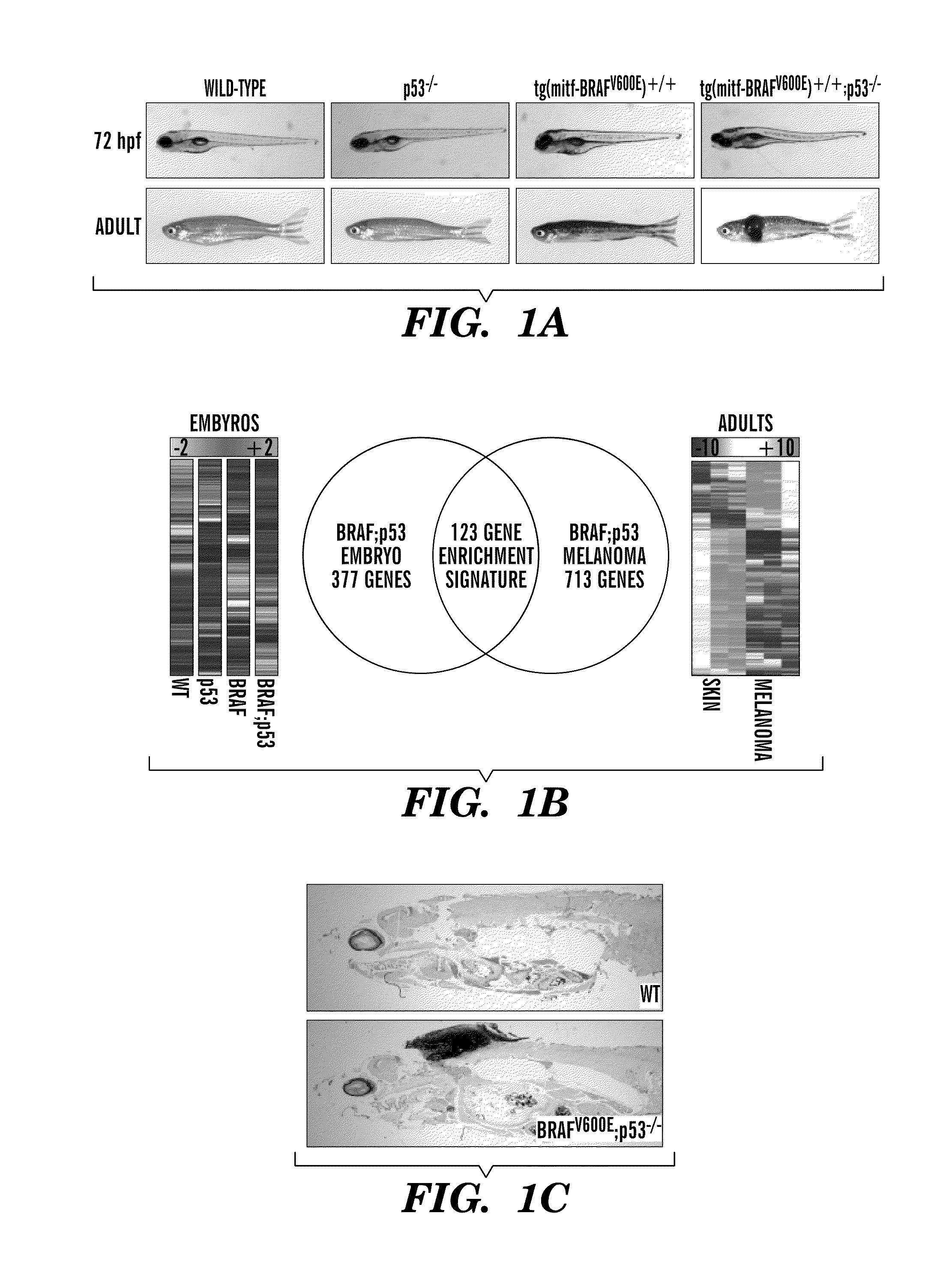 Methods for treatment of melanoma