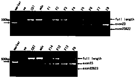 Novel drug targeting delivery adjuvant