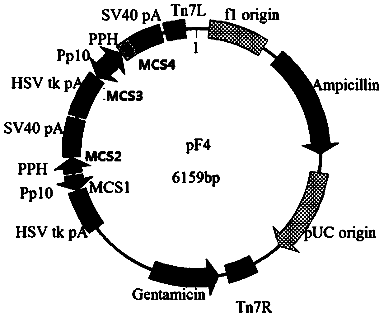 Method for co-expressing four structural proteins of African swine fever virus in insect cells and application thereof